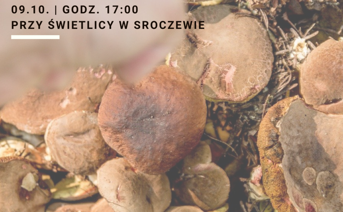 grzybobranie z ogniskiem plakat