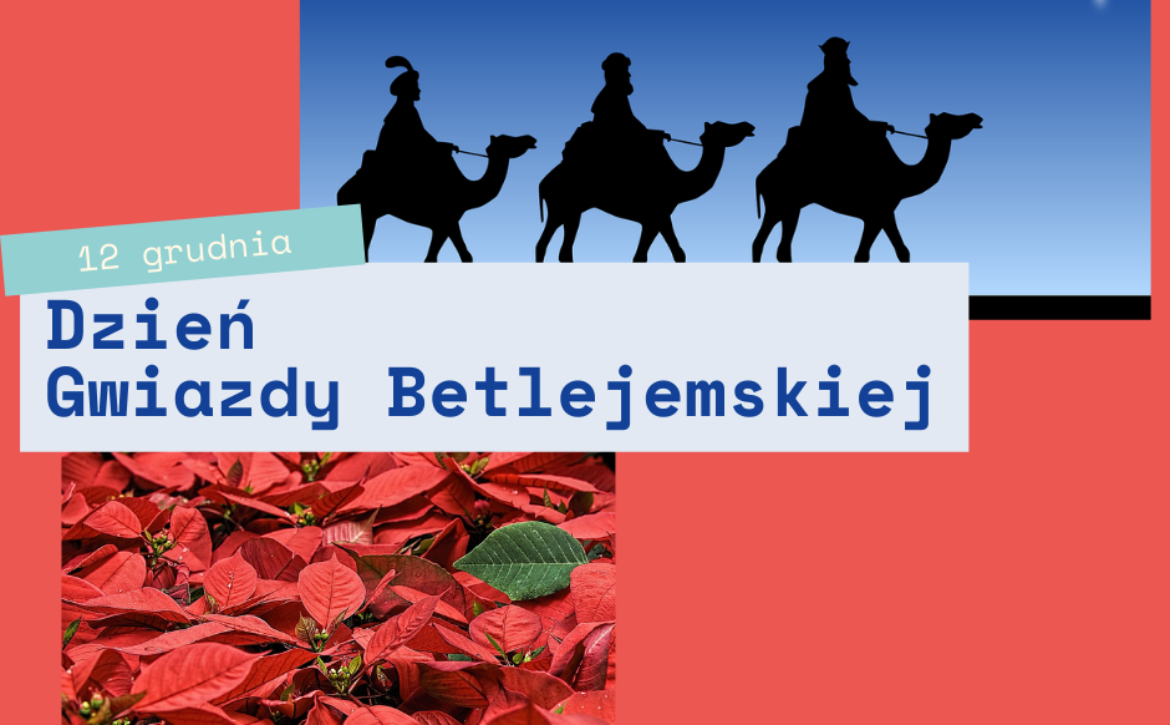 Na obrazku jest kwiat Gwiazda Betlejemska oraz trzej królowie podążający za Gwiazdą Betlejemską