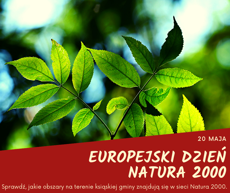 Na obrazku jest roślina i tekst