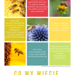 Co Wy wiecie o… pszczołach