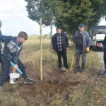 Posadzili lipy przy drodze do szkoły